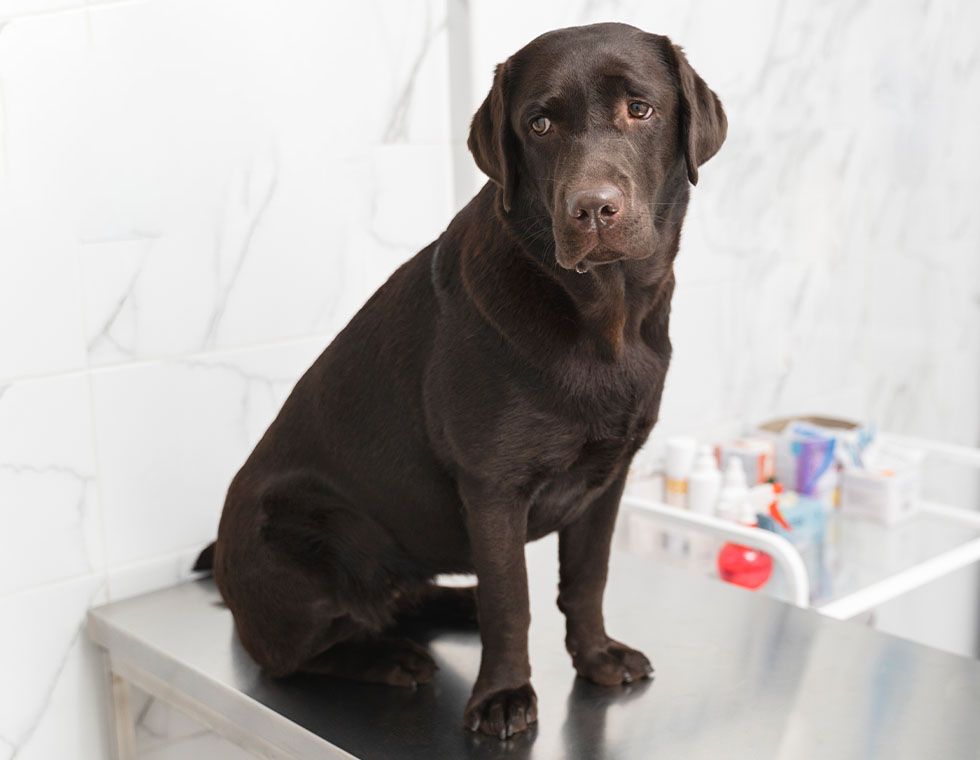 cute brown dog at vet