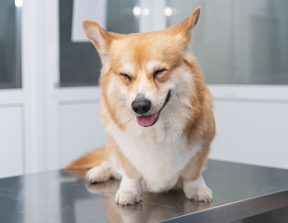 small dog smiling on table