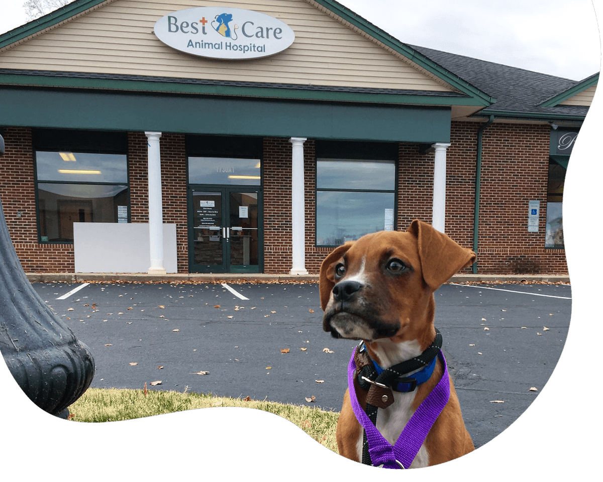 Boxer puppy with the best care animal hospital in the back