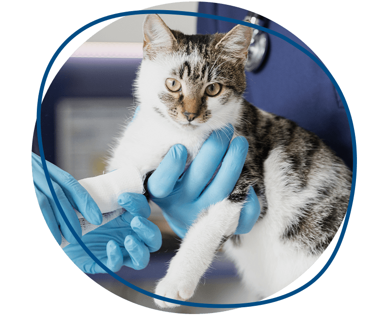 careful doctors helping injured cat