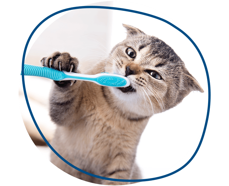 kitty brushing teeth