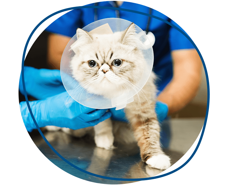 tabby cat with cone